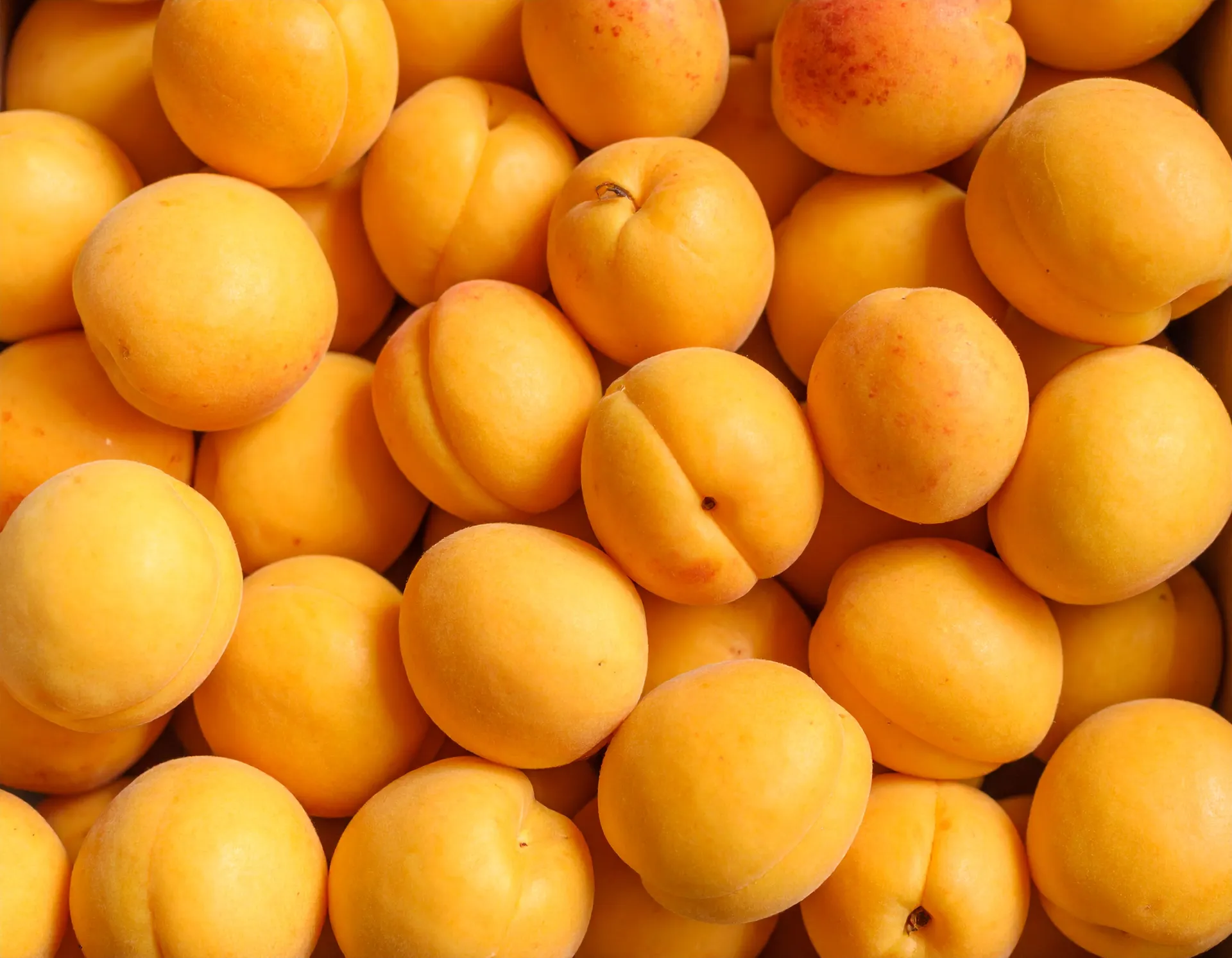 Frutas Montifrut — in the field