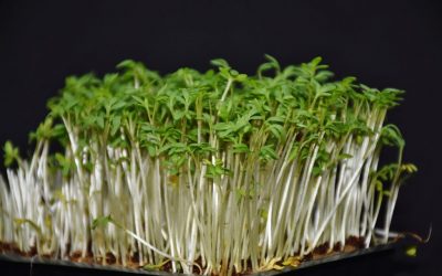 Los productos ecológicos, ¿qué me proporcionan?