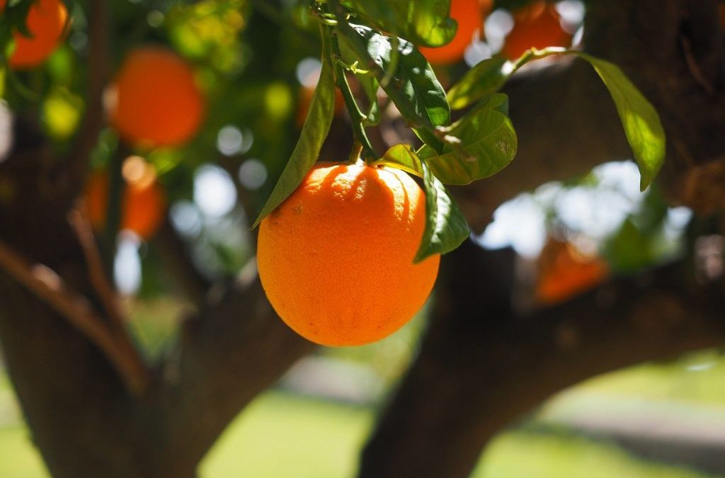 La Naranja, fuente de salud natural